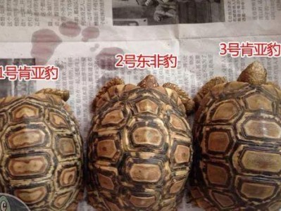 饲养豹纹陆龟的全面指南（从豹纹陆龟的养殖环境到饲养技巧，助您成为合格的豹纹陆龟主人）