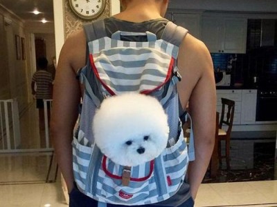 如何科学饲养文须雀（文须雀饲养方法，了解一下！）