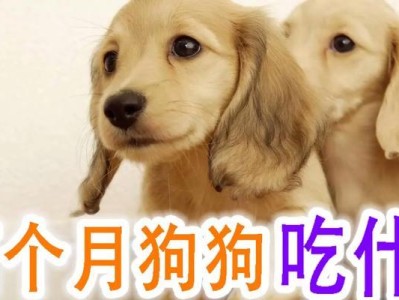幼犬一个月的饮食需求（了解幼犬的营养需求和喂养建议）