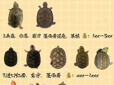 探索世界上最大的鳄龟品种——亚马逊大鳄龟（亚马逊大鳄龟）