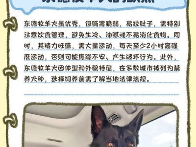 如何正确养护聪明的牧羊犬（小心被狗狗的聪明驾驭！）