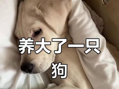 以狗养大需要多长时间？（探索养狗的时间投入和责任感）