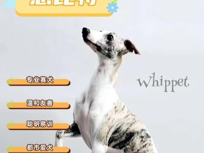 狗的眼睛能分辨哪些颜色？（揭秘狗狗对世界的色彩感知能力）