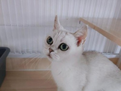养猫一月的花销是多少呢？（探究养猫所需的经济负担和银渐层猫的价格）