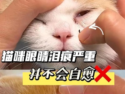 猫眼中的迷之奥秘（揭开猫眼变化背后的神秘面纱）