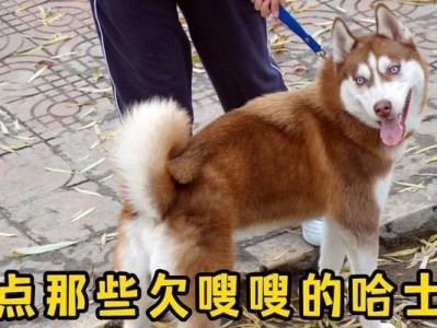 揭秘哈士奇训练困境（为什么哈士奇难以训练？智商低还是误解？）