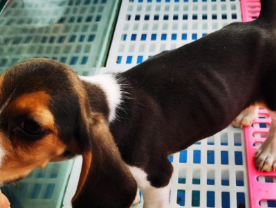 揭秘比格犬（为什么比格犬虽好看却不敢养？（）