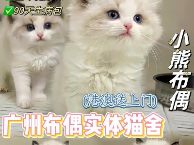 纯种布偶猫价格揭秘