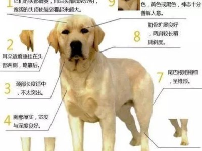 拉布拉多犬的标准体重是多少？（不同阶段的拉布拉多犬标准体重及养护要点）