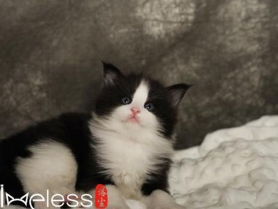 挪威森林猫（探索挪威森林猫作为宠物的魅力和需要）