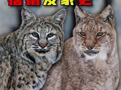 如何养护美国短尾猫？（短尾猫饲养的技巧与建议）