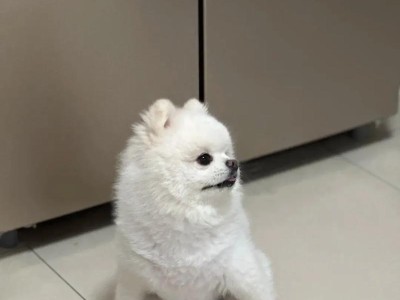 狗小便困难的原因及解决方法（了解狗小便困难的症状和治疗方式）