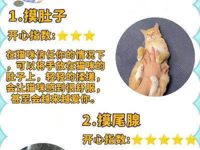揭秘让猫咪一秒入睡的秘诀（猫咪入睡的奇妙方法，轻松驯服顽皮猫）