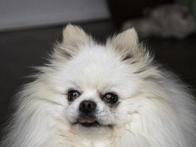 博美犬饲养训练指南（培养博美犬的良好习惯，让它成为您的贴心伙伴）