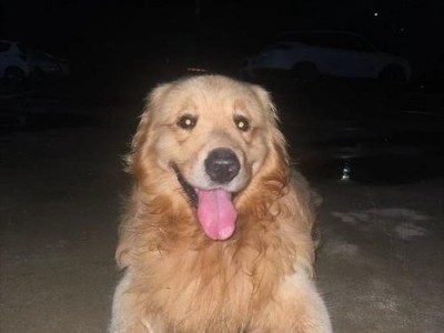 金毛犬的饮食需求及建议（了解金毛犬的饮食习惯，打造健康的饮食计划）