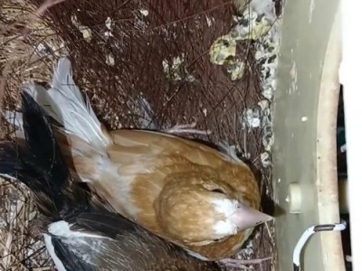 如何养好刚出壳的小鸟（简单5招教你如何喂养和照顾幼鸟）
