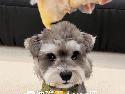 雪纳瑞心肌炎（揭开雪纳瑞心肌炎的生存奥秘）