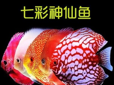 七彩燕鱼外寄用药攻略（选择适宜药物，让燕鱼健康生长）