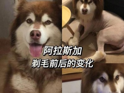 阿拉斯加剃毛后的新形象（透过剃毛揭示阿拉斯加狗的本真面目）