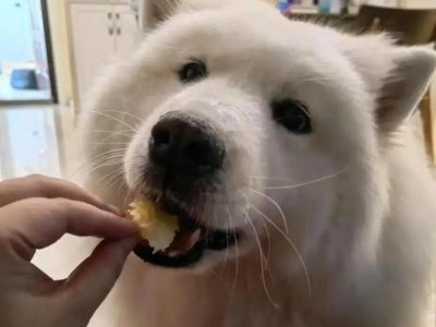 为什么狗狗一直吐？（探寻狗狗呕吐的原因和解决方法）