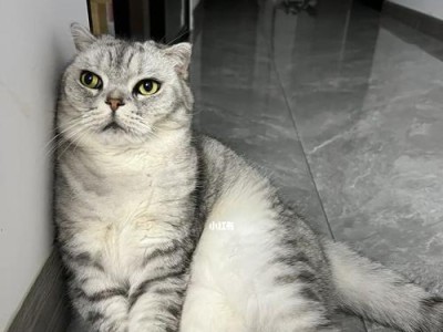 折耳猫的发病周期及预防方法（了解折耳猫发病周期，守护爱宠健康）