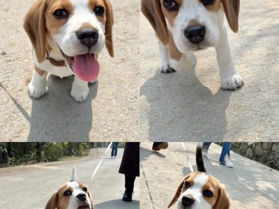 比格犬（探索比格犬的独特品种特点及饲养要点）
