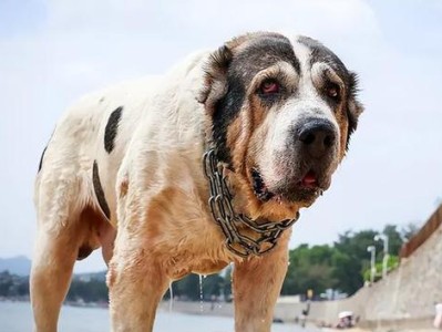 探秘狗狗品种中的贵族——阿富汗猎犬（优雅高贵的宠物伴侣——阿富汗猎犬的性格与特点）