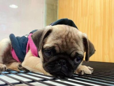 以巴哥犬价格一览（以巴哥犬价格、成本与养育费用详细解析，助您做出明智的购买决策）