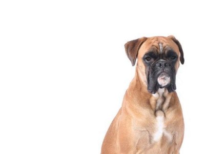 如何正确饲养拳师犬？（一只健康快乐的宠物从饲养开始）