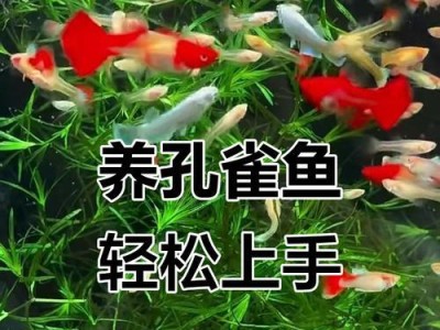 养鱼之道（掌握孔雀鱼的饲养技巧，让它们健康成长）