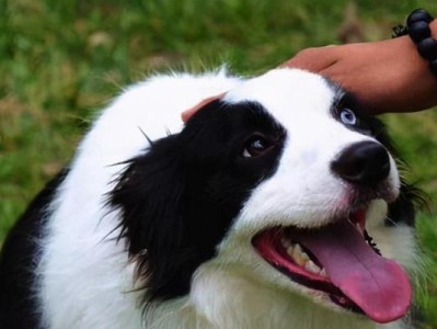 温和智商高的狗犬品种——探索优秀宠物伴侣（以性格温和、智商高为特点的狗犬品种及其养护要点）