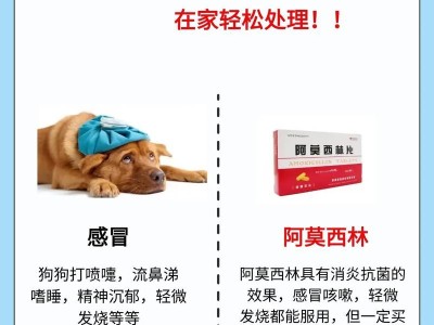 小狗皮肤病的治疗药物指南（有效药物推荐及使用方法）