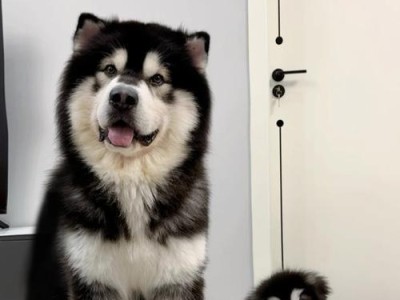 狗狗冷到的症状及应对措施（如何判断狗狗是否感到寒冷，以及如何保护它们远离寒冷）