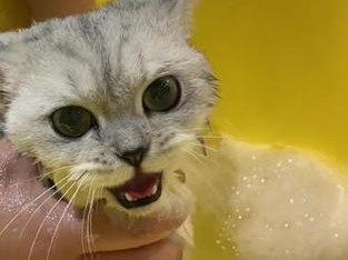 猫咪洗澡的频率与异味问题（揭秘猫咪长时间不洗澡会产生异味的原因及解决方法）