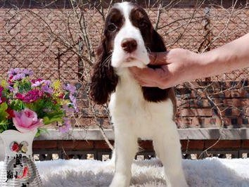 如何饲养健康快乐的威尔士史宾格犬（一步步教你打造完美的宠物生活，了解威尔士史宾格犬的饲养之道）