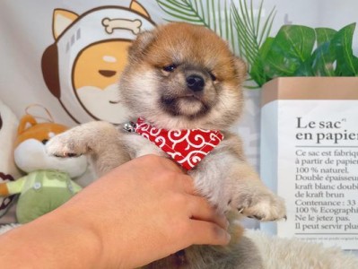 柴犬的饮食管理（合理饮食对柴犬健康的重要性与注意事项）