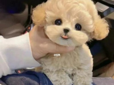 以真·泰迪（一个关于可爱泰迪犬耳朵的故事）