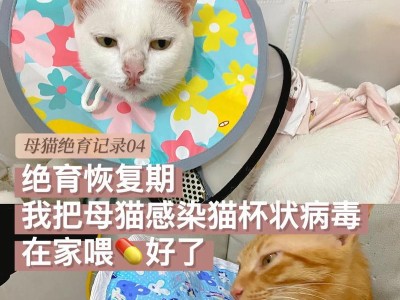 猫绝育后多久可以恢复正常饮食？（探讨猫绝育手术后饮食恢复的时间及注意事项）
