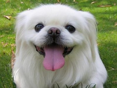 常见的八个小型犬狗狗品种（探索这些可爱小型狗狗的特点和习性）