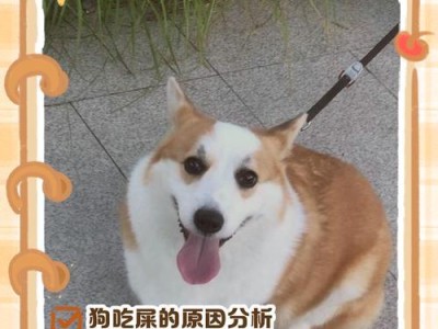 小狗憋屎时间的常见规律与注意事项（了解小狗憋屎的时长及如何帮助其建立排便习惯）