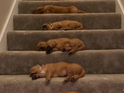 金毛宝宝睡眠时间多久？（解密金毛宝宝二个月大时的睡眠规律）