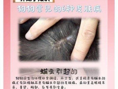 如何治疗狗狗的皮肤病（药物治疗和针剂注射是有效的治疗方法）