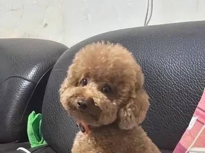 新抱回来的小狗为什么老是叫？（探究小狗叫的原因及解决方法）