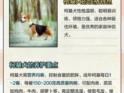 柯基价格多少钱一只？（影响柯基价格的因素及其）