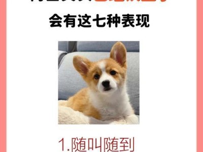 狗狗如何认主？（了解狗狗的认主过程及最佳时机）