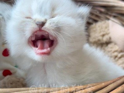 小猫不喝奶的解决方法（如何用药品来滋养小猫）