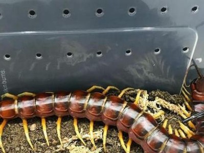 盘点世界十大著名蜈蚣的种类（揭秘蜈蚣之王——亚洲巨蜈蚣）