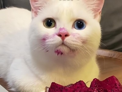 揭秘猫咪最喜欢的美食，让你轻松诱拐走可爱喵星人！（探寻猫咪心头好，揭开美食引诱秘籍，一招制胜！）