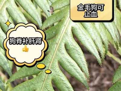 小狗的益处（小狗的陪伴对人类身心健康有何影响）