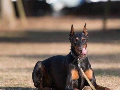 杜宾犬（了解杜宾犬的价格、性格特点和习性买的更明智）